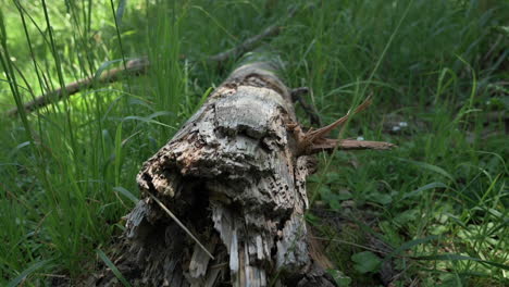 Tronco-De-árbol-Caído-Muerto-En-El-Suelo-Con-Hierba-Verde