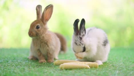 lovely bunny easter fluffy rabbit sitting on the grass eating baby corn with green bokeh nature background. black ear and white rabbit cleaning face using feet. animal food vegetable concept.