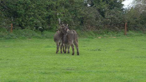 Dos-Burros-Negros-Lamiéndose-En-La-Granja-De-Irlanda,-En-El-Condado-De-Laois,-Europa