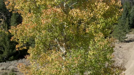 Upward-dolly-of-tree-with-fall-colors-and-forest-in-background