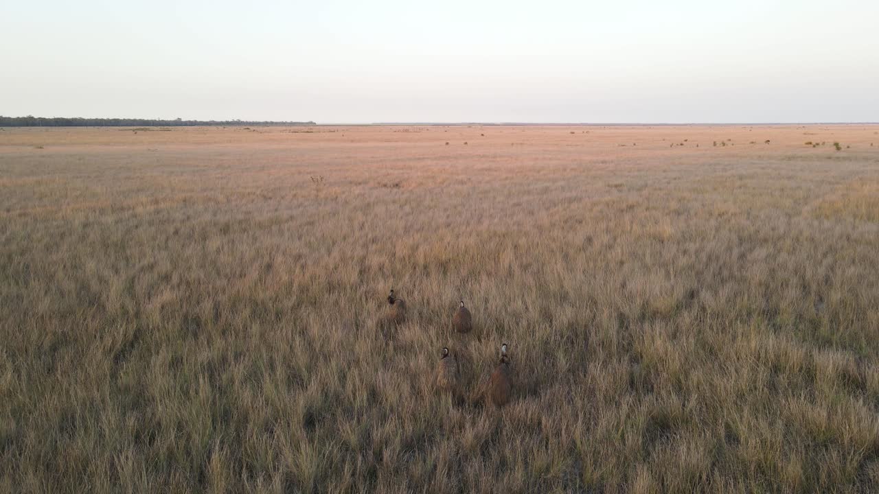 A group of Emus gather in a large open paddock full of dry tall grass