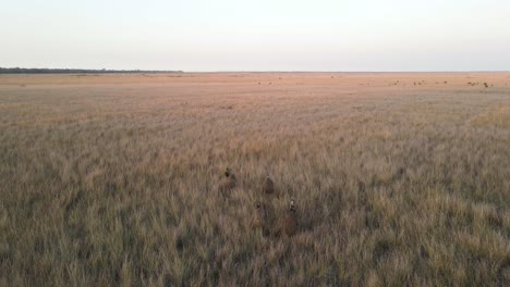 a group of emus gather in a large open paddock full of dry tall grass