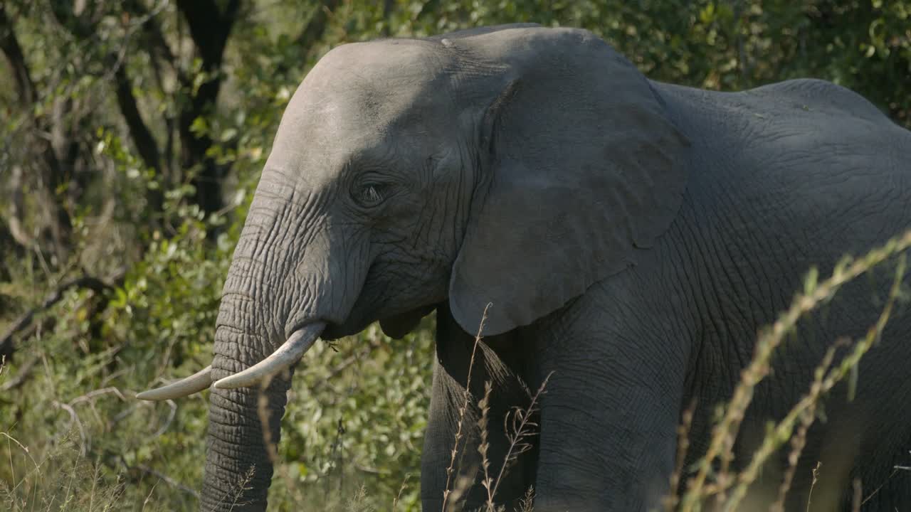 African Elephant in the Bush