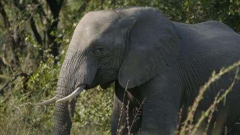 african elephant in the bush