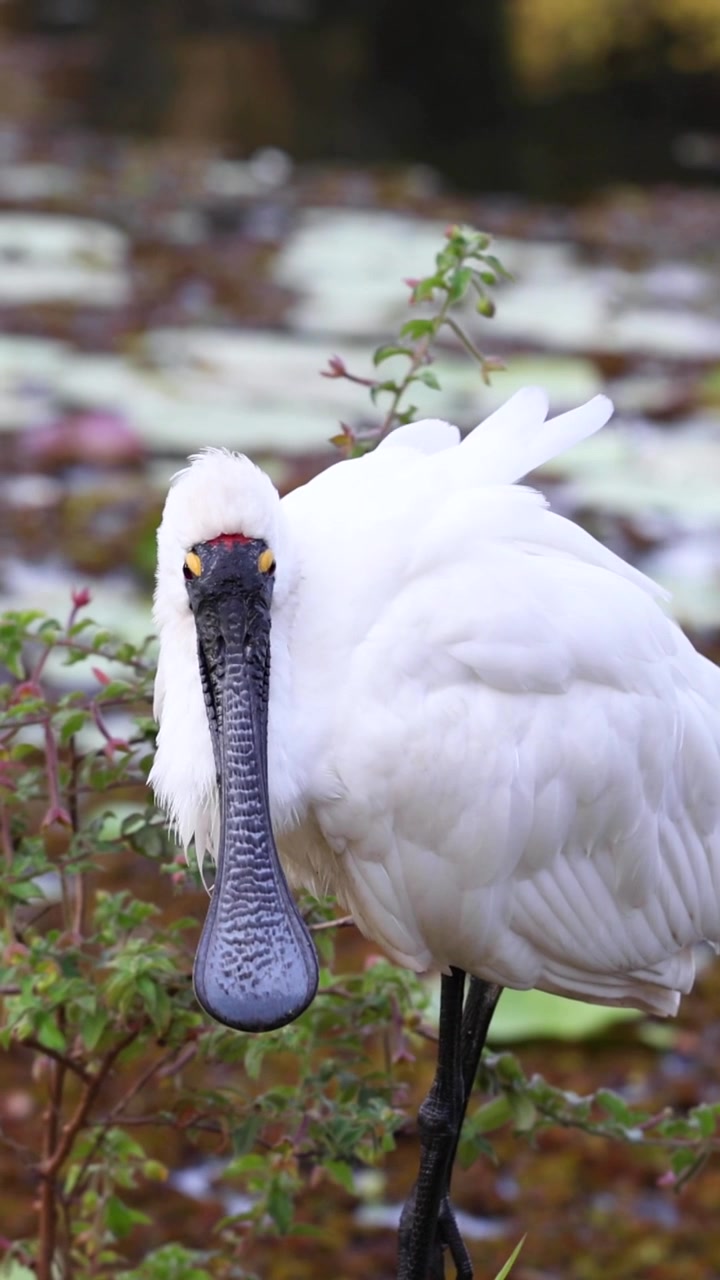 Una spatola bianca sta su una zampa, lisciandosi le piume tra la vegetazione dello stagno e i gigli