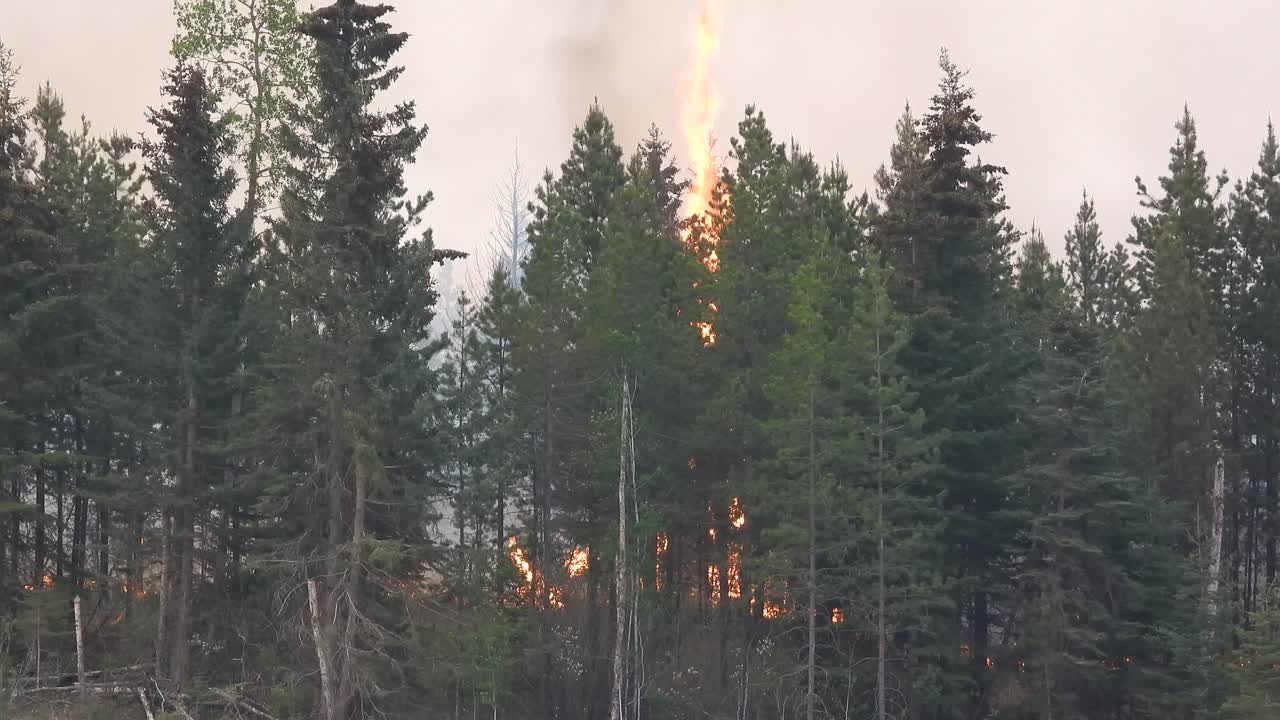 alberi che bruciano con fiamme alte, foresta coperta di fumo