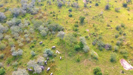 elephants walking through lush green savannah in mjejane game reserve south africa , aerial view