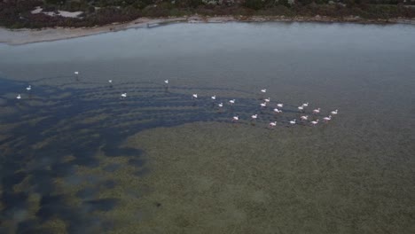 vista aérea de un grupo de pájaros flamencos caminando sobre aguas poco profundas dejando huellas