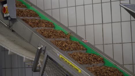 seafood shrimp on conveyer belt at fish processing facility, sustainable foodchain