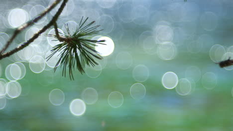 una rama de pino en primer plano un río borroso, su agua que fluye creando un efecto bokeh dinámico donde los círculos de luz flotan suavemente y se superponen en una danza serena