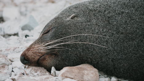 Cerca-De-Un-Lobo-Marino-De-Nueva-Zelanda-Durmiendo