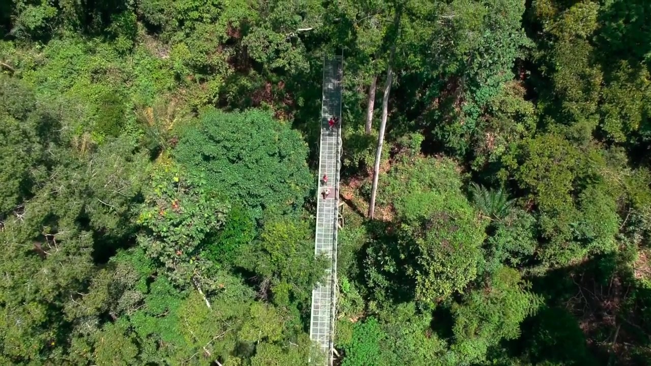 Riprese aeree del ponte pedonale sospeso tra le cime degli alberi al Rainforest Discovery Centre di Sepilok.