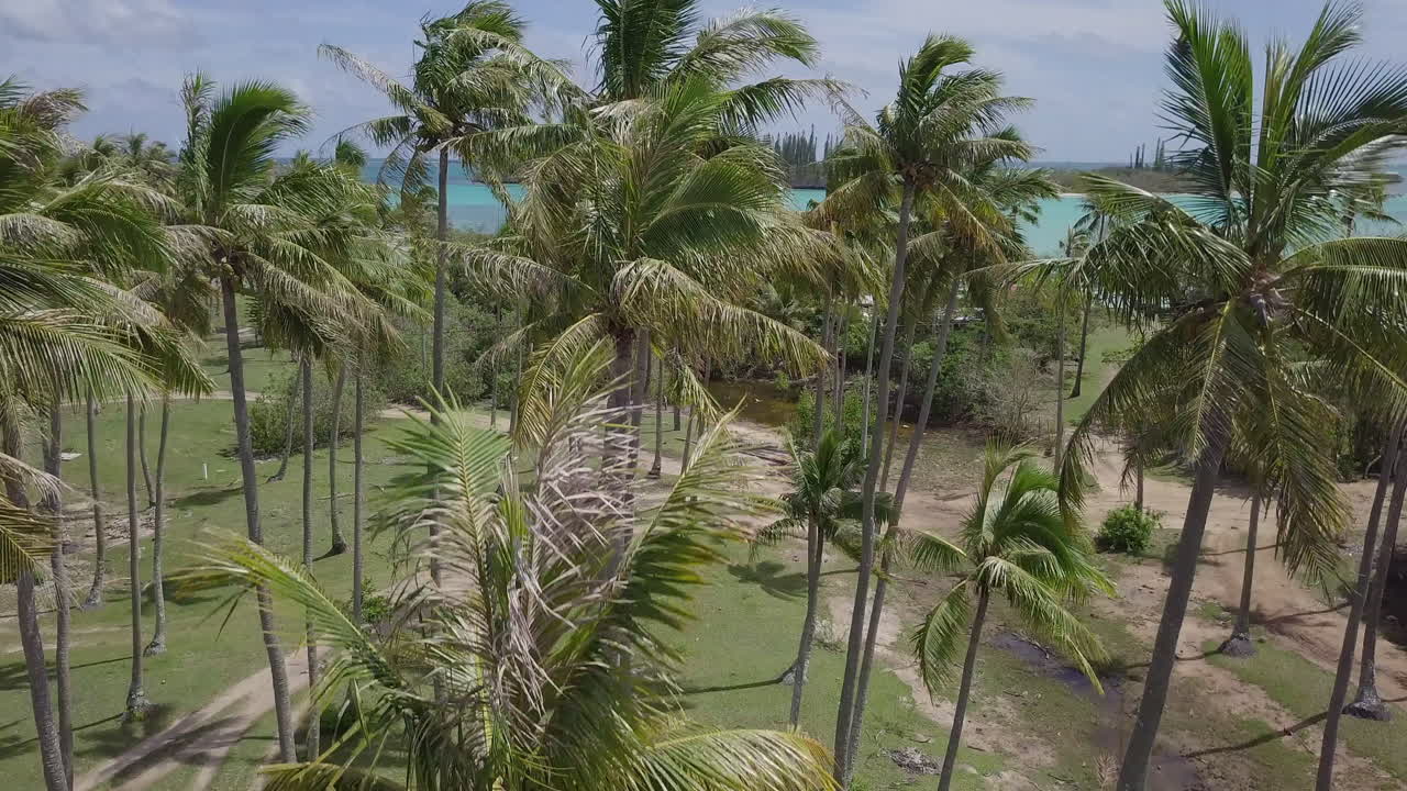 Pedestal shot up trunk of coconut tree growing on Isle of Pines. Aerial rise.