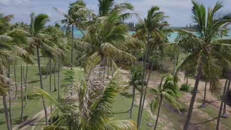 pedestal shot up trunk of coconut tree growing on isle of pines. aerial rise.