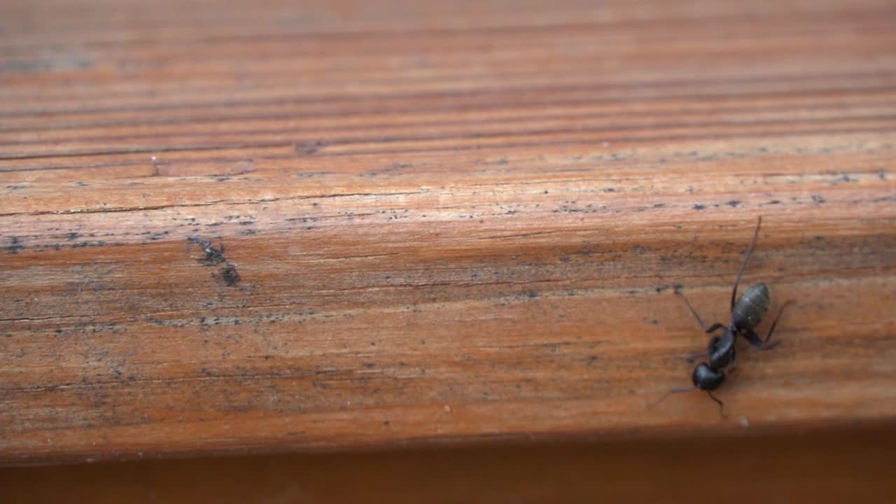 Insetto formica carpentiere nera che cammina al rallentatore su una tavola di legno