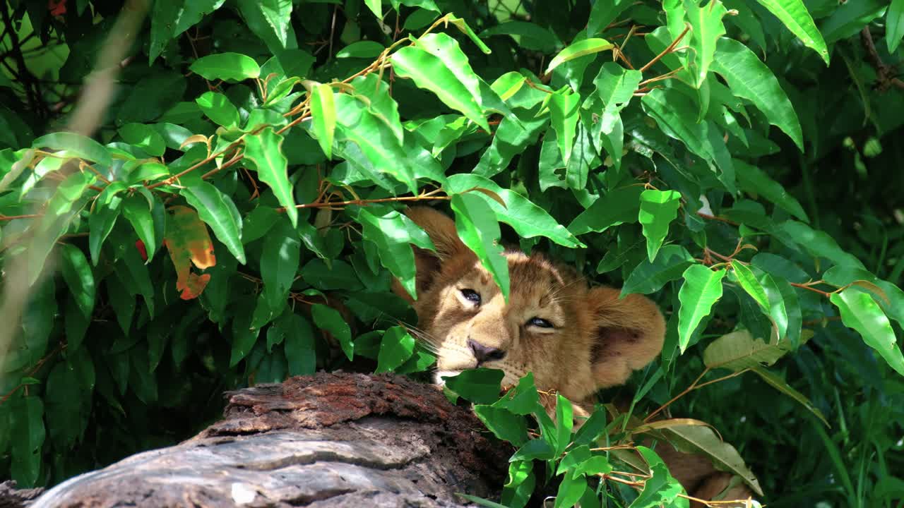 Cucciolo di leone assonnato che riposa dietro i cespugli nel Parco Masai Mara, Kenya, Africa