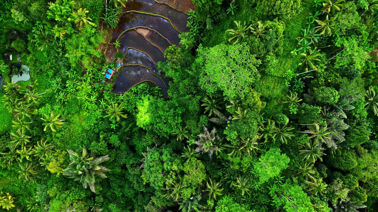 Aerial top-down shot shows brown terrace rice fields nestled within lush green forest landscape