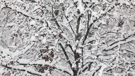 Close-up-of-snowstorm,-abstrac-background