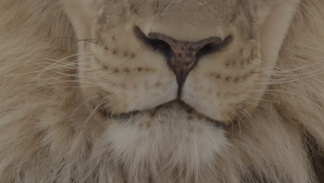 lion-mouth-and-eyes-extreme-close-up