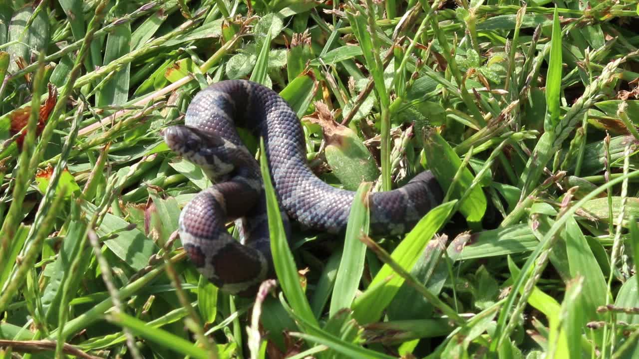 Static up close view of a small snake coilled up watching and eventually striking at the end