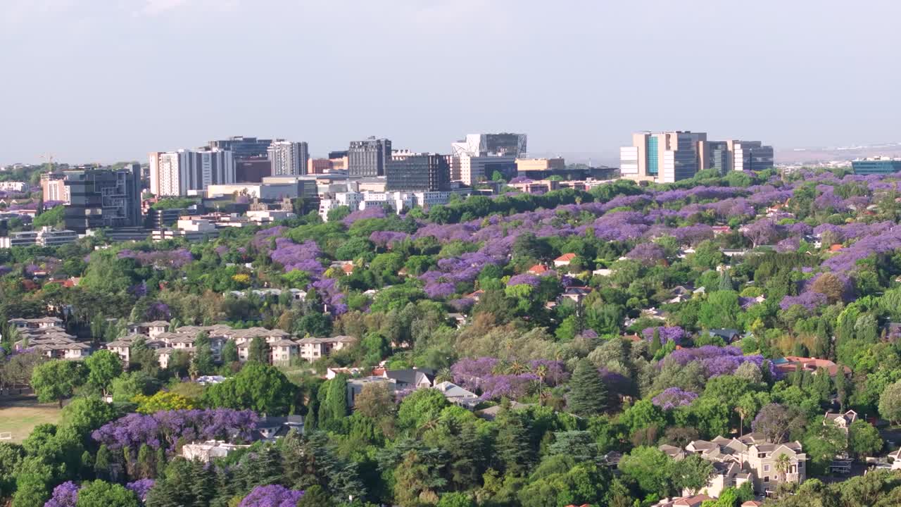 Northern Sandton, Johannesburg, South Africa, aerial view with vibrant Jacaranda trees