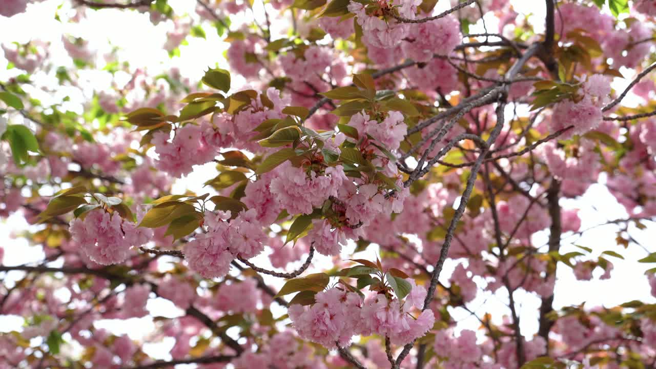 las flores de cerezo floreciendo vívidamente de enfoque borroso