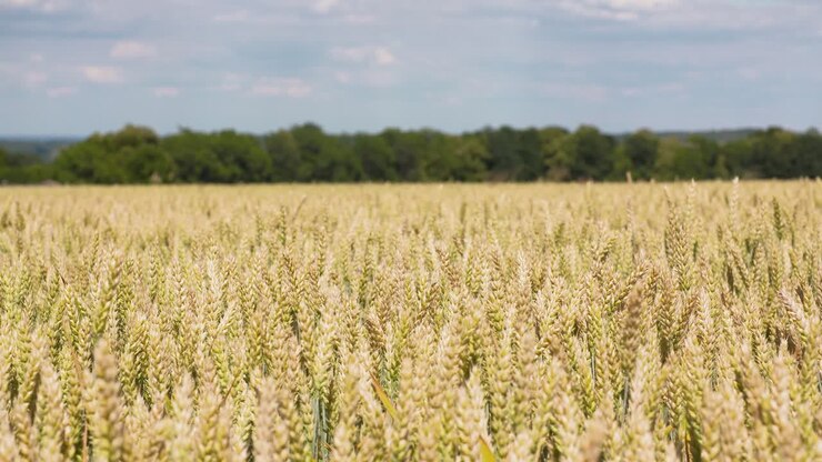 Campo di grano, agricoltura 2