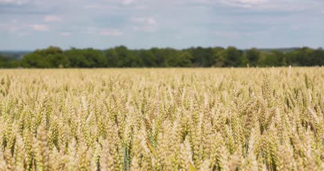 Agricultura-De-Campo-De-Trigo-2