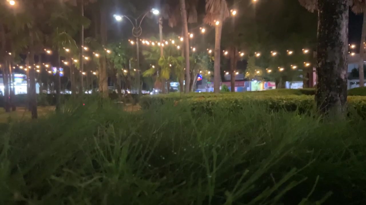 Nighttime Park Scene with Decorative String Lights and Greenery