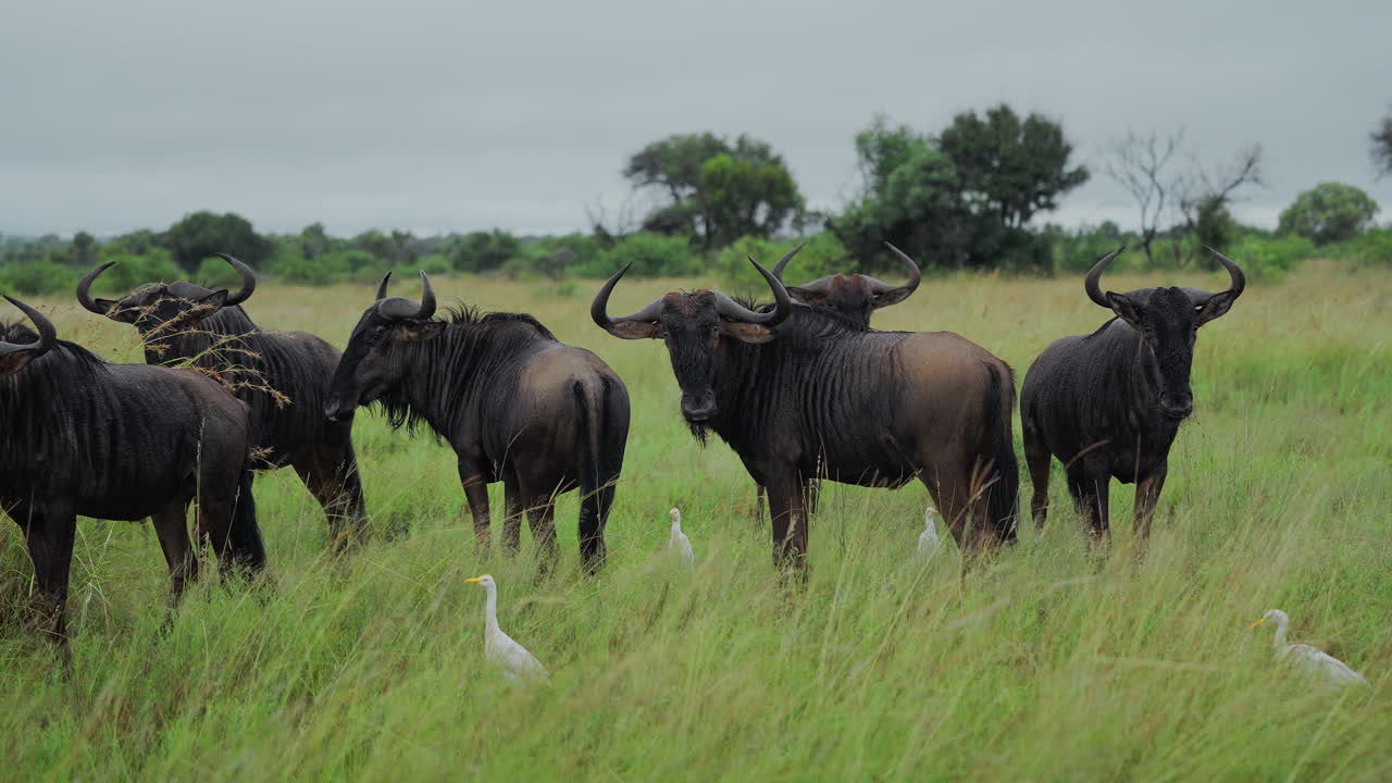 Wildebeest Herd in a Grassy African Landscape