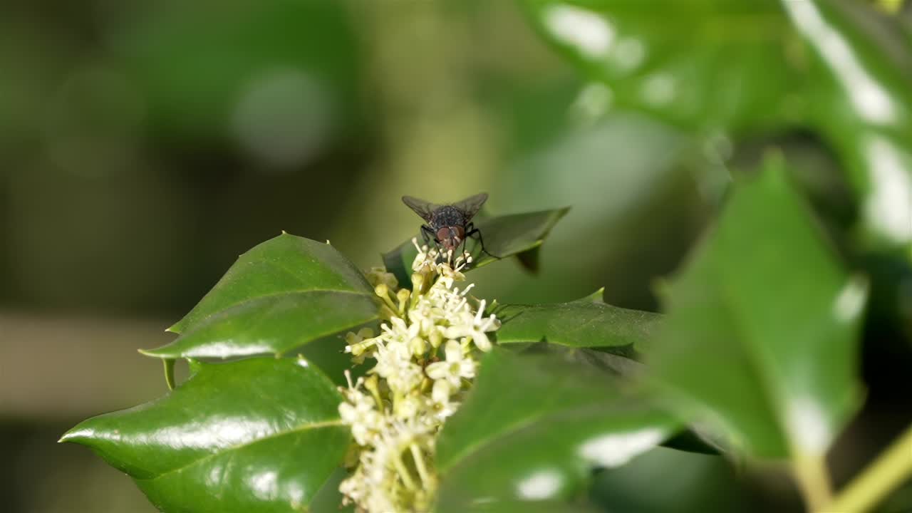 Macro closeup of fly on waxy leaves eating nectar from flowers