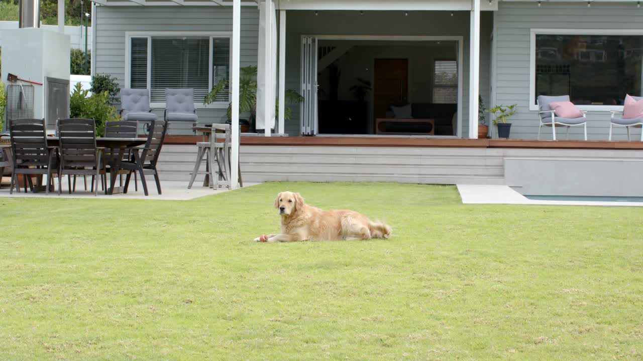 Golden retriever is lifting head, nudging toy and wagging tail on lawn as doors creak open