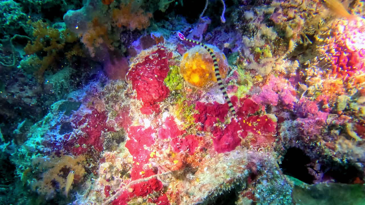 Ringed pipefish swims near colorful encrusting sponges.