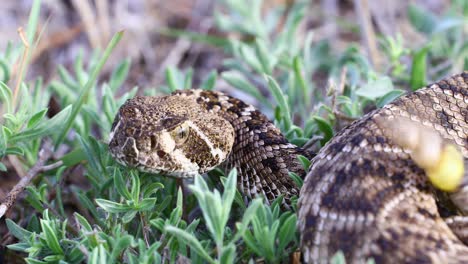 Video-Estático-De-Una-Serpiente-De-Cascabel-De-Espalda-De-Diamante-Occidental