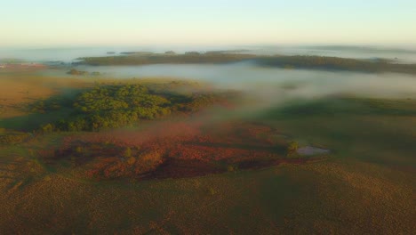 Early-morning-mist,-grasslands,-rainforest-and-pine-trees-just-after-sunrise