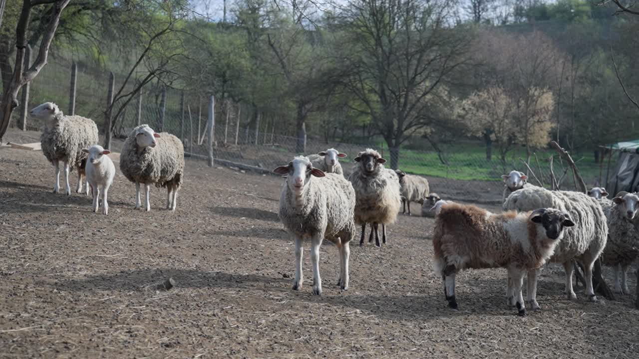 Group of sheep standing in open field with trees behind