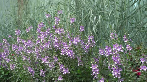 great panorama of flowers that move under the effect of wind