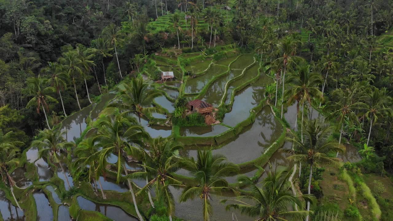 fotografía de los campos de arroz verdes de bali durante la puesta de sol, desde el aire