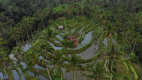 reveal shot of bali green rice paddies during sunset, aerial