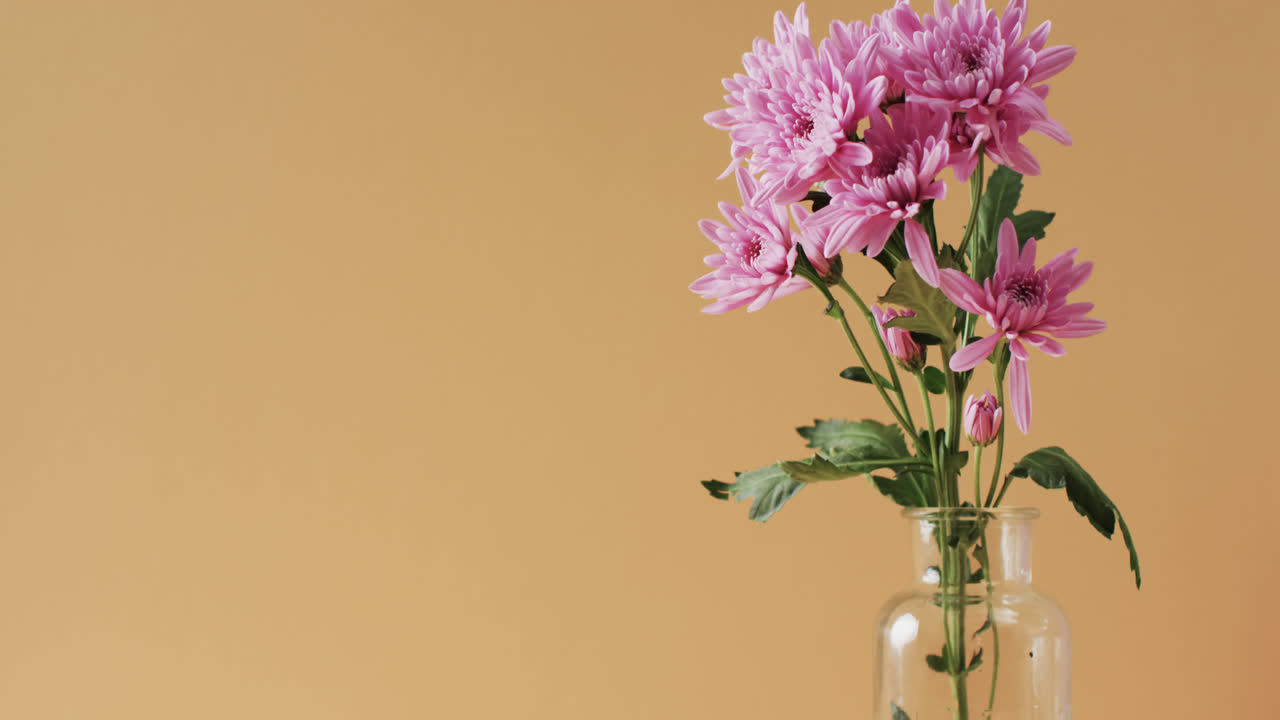 Video di fiori rosa in vaso di vetro con spazio per il testo su sfondo giallo