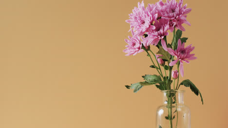 video de flores rosadas en un jarrón de vidrio con espacio de copia en fondo amarillo