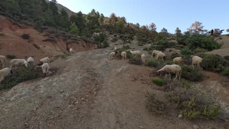 Amidst-scenic-landscapes,-a-herd-of-sheep-peacefully-grazes-on-lush-green-herbs,-painting-a-picturesque-rural-scene-of-tranquility-and-natural-beauty