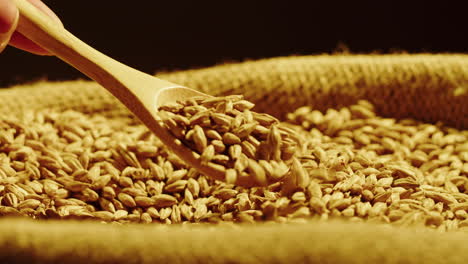 barley grains in a burlap sack with wooden spoon