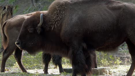un primer plano de dos bisontes comiendo. imagen de mano