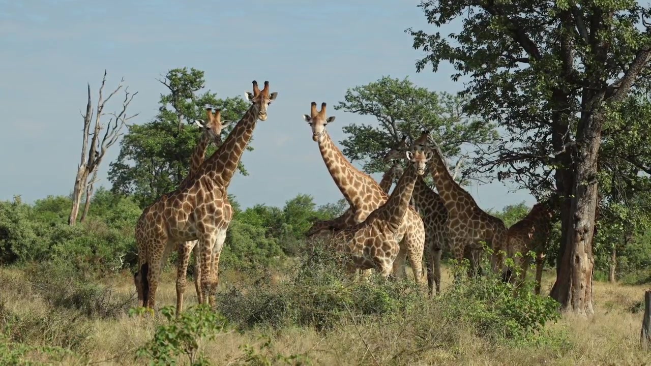 Um rebanho de oito girafas fica junto na savana cercada por árvores enquanto se cheiram, Parque Nacional Kruger, África do Sul