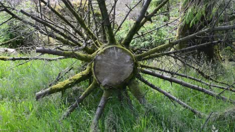 Tronco-De-árbol-Cortado-Con-Ramas-De-Molinete-Medio