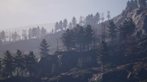 Forest-of-green-pine-trees-on-mountainside