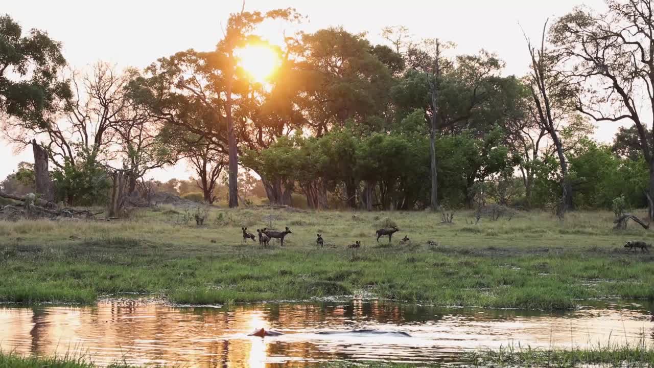 Campo lunghissimo di un branco di licaoni che riposano sull'altro lato di una pozza d'acqua mentre un ippopotamo nuota in primo piano, Khwai Botswana.