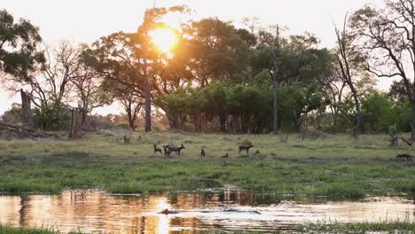 extreme wide shot of a pack of wild dogs resting on the other side of a waterhole while a hippo swims past in the foreground, khwai botswana