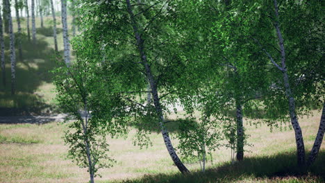 birch forest in sunlight in the morning